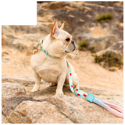 Arnés Pectoral en Y para Perro - Correa de Mascotas Fashion