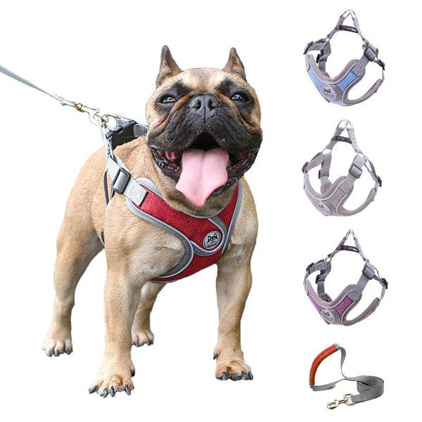 Correa de Tracción PET para Collar de Perros Pequeños y Medianos