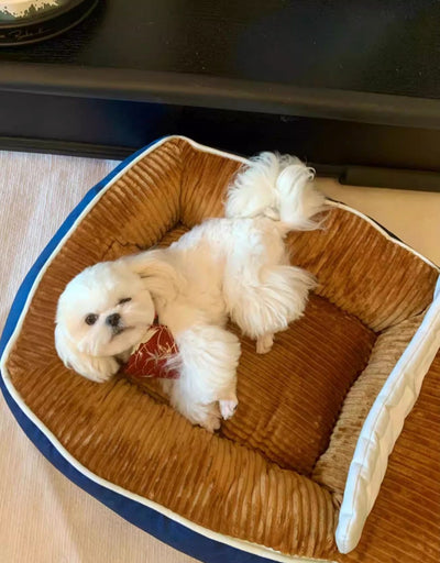 Cama Ortopédica para Perros Forma Bote - 4 Estaciones, Resistente al Polvo - Image 2