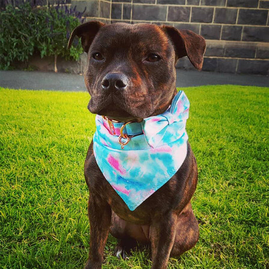 Pañuelo Doble Estampado para Mascotas