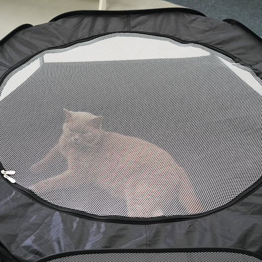 Túnel Gato Plegable Cómodo - Juguete Desmontable Multifunción sin Ocupar Espacio - Image 5