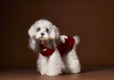 Chaleco Térmico sin Mangas para Perros Schnauzer, Bichón y Razas Pequeñas - Image 13