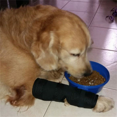 Protector de Rodilla para Mascotas - Recuperación Quirúrgica - Image 8