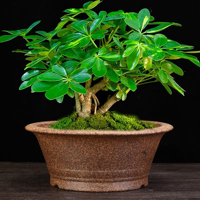 Maceta de Cerámica Refractaria para Orquídeas, Clivias y Plantas Verdes - Image 3