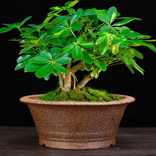 Maceta de Cerámica Refractaria para Orquídeas, Clivias y Plantas Verdes - Image 3
