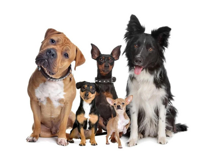 Entrenador Inalámbrico para Mascotas y Dispositivo Antiladridos - Image 2