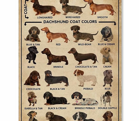 Decoración Mural Perro Salchicha - Amantes de Mascotas - Image 8