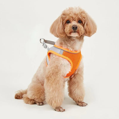 Small light brown poodle wearing an orange mesh dog vest harness with reflective trim and a retractable leash. - Image 31