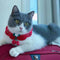 Collar Tejido a Mano para Perro Pequeño Teddy Ying Corto