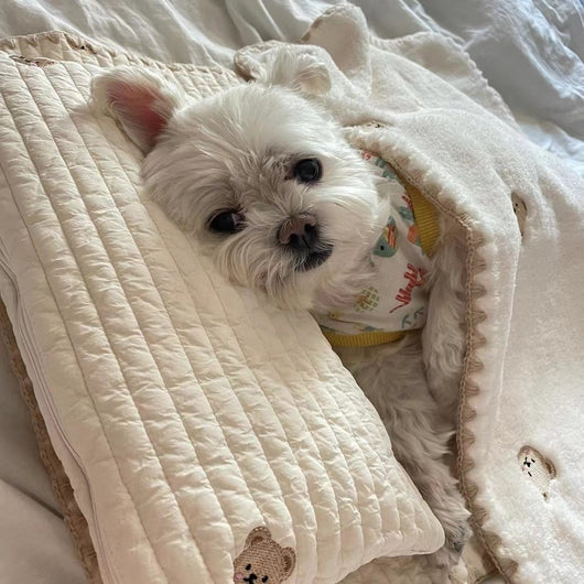 Cama Ortopédica para Perros con Funda Extraíble y Lavable - Image 11
