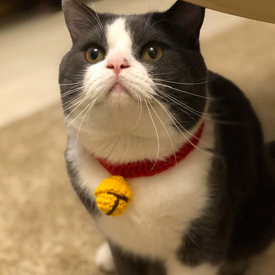 Lindo Collar para Gato Estilo Lana Británica - Image 2