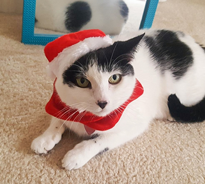 Conjunto Navideño Gorro y Bufanda para Mascotas Pequeñas - Gatos y Perros - Image 3