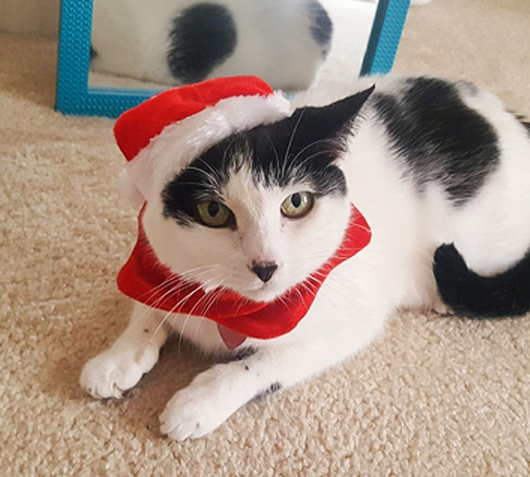 Conjunto Navideño Gorro y Bufanda para Mascotas Pequeñas - Gatos y Perros - Image 3
