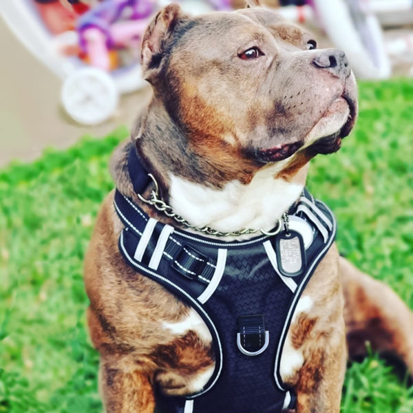 Arnés de Tracción Resistente para Perros Medianos y Grandes