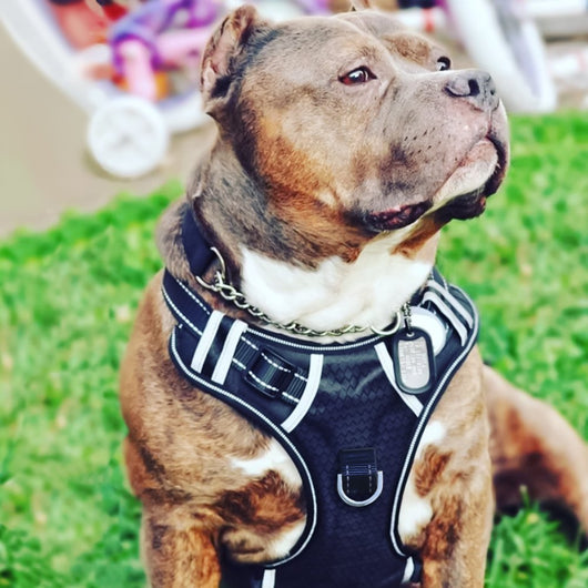 Arnés de Tracción Resistente para Perros Medianos y Grandes