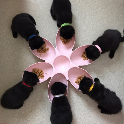 Plato de Alimentación para Mascotas