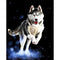 Cuadro Decorativo Husky
