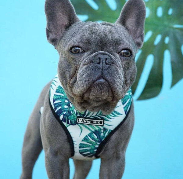 Arnés de Pecho con Cuerda de Tracción para Mascotas