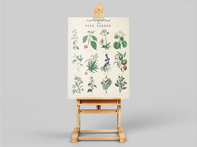 Lámina Vintage de Jardín de Hierbas Aromáticas con Ilustraciones Botánicas Educativas - Image 11