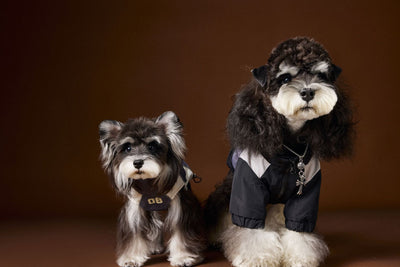 Ropa de Otoño para Perros Pequeños - Abrigos para Schnauzer, Teddy y York - Image 9