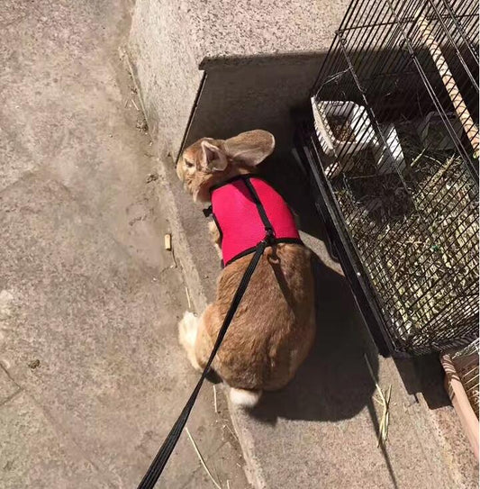 Correa de Seguridad para Mascotas Pequeñas