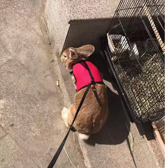 Correa de Seguridad para Mascotas Pequeñas