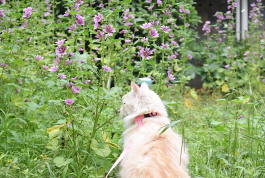 Arnés de Paseo para Gatos - Image 6