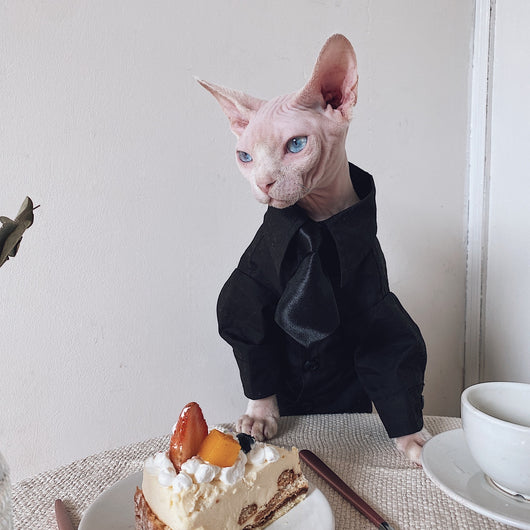 Traje Elegante para Gatos Sphynx y Razas sin Pelo - Image 9
