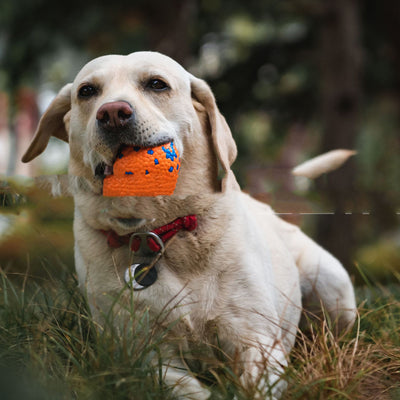 Orange and blue textured ETPU dog toy ball, resistant to bite and chew, for pet play.