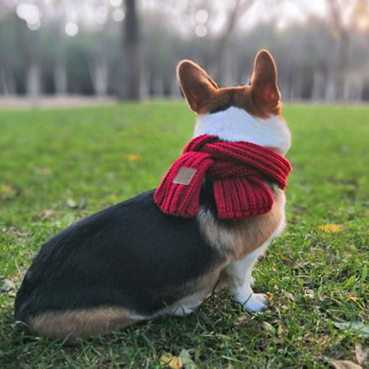 Pañuelo para Perro - Diseño Corgi, Teddy y Bichón - Image 2