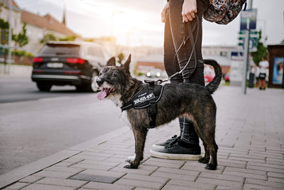 Correa de Arrastre Personalizable para Perros Medianos y Grandes - Image 7