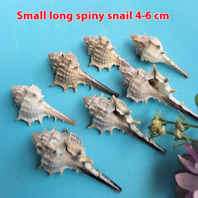 Concha Natural Decorativa 5-9cm para Acuarios y Paisajes en Miniatura - Image 6