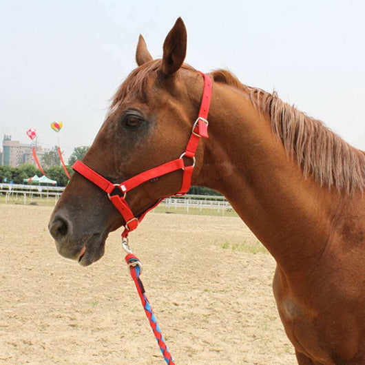 Cabezada Ecuestre Personalizable - Equipo Premium para Caballos - Image 2
