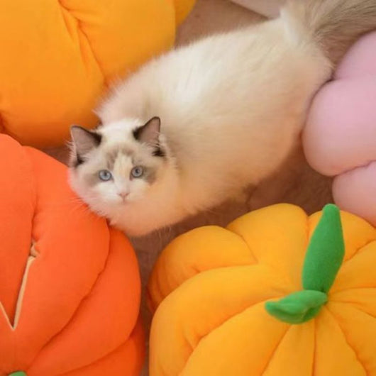 Cama Nido Cálida para Gatos - Casa Tipo Calabaza Cerrada con Bolsa de Dormir - Image 8