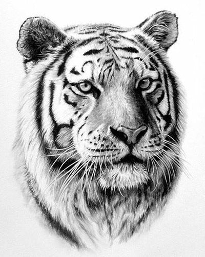 Cuadro de Diamantes Tigre Completo - Pintura DIY con Taladros Redondos y Cuadrados - Image 4