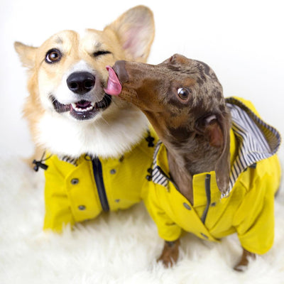 Impermeable para Perros - Abrigo Protector Contra Lluvia - Image 2