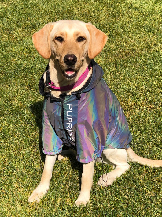 Ropa Reflectante Microcristalina para Perros - Image 3