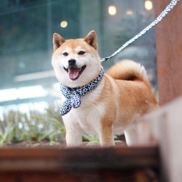 Collar Ajustable Universal para Perros de Diseño Japonés