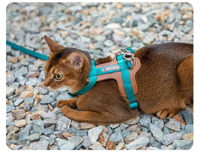 Arnés de Tracción en I para Gatos - Chaleco Pectoral y Dorsal - Image 14