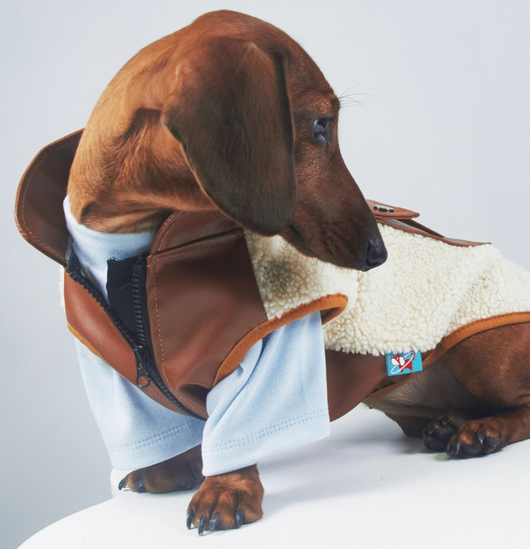 Abrigo Térmico de Cuero para Mascotas - Otoño e Invierno - Image 14