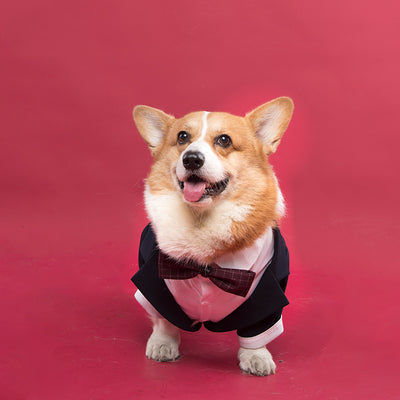 Traje Formal para Perro con Diseño de Cola de Golondrina - Image 2