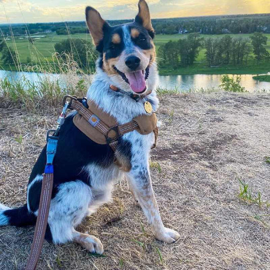 Cinturón de Entrenamiento para Perros con Correa de Sujeción Segura