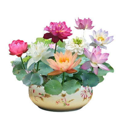 Maceta Lotus Autorriego con Plantas Hidropónicas Vivas - Image 5