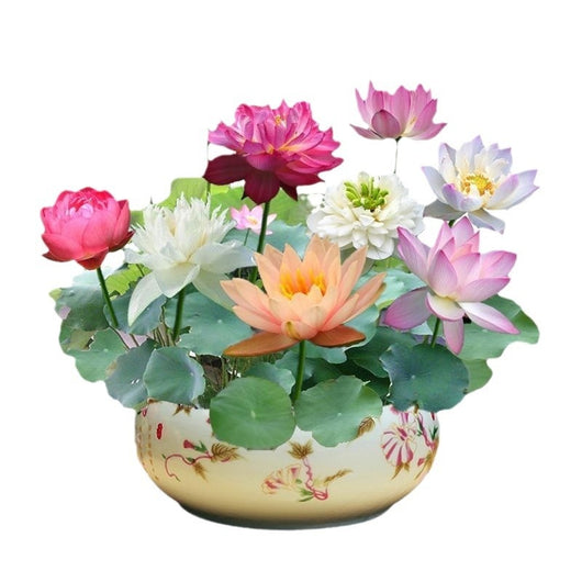 Maceta Lotus Autorriego con Plantas Hidropónicas Vivas - Image 5