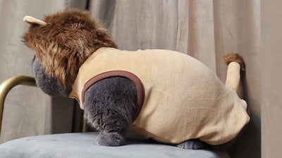 Disfraz de León para Mascotas - Ropa Halloween para Perros y Gatos - Image 8