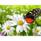Pintura de Diamantes 5D Mariposa - Bordado Completo Animal DIY