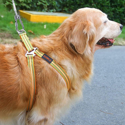 Correa de Tracción en Acero para Perros - Resistente y Segura - Image 11