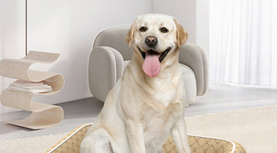 Cama Impermeable para Perros Pequeños - Resistente a Mordidas, Lavable y Para Todas las Estaciones - Image 22