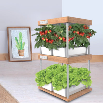 Acelerador de Crecimiento Natural para Plantas de Bambú - Image 12