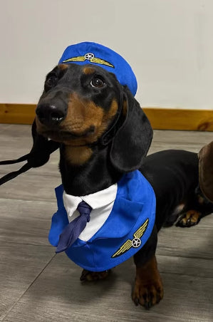 Disfraz Halloween para Perros Salchicha - Traje Divertido y Cómodo - Image 7